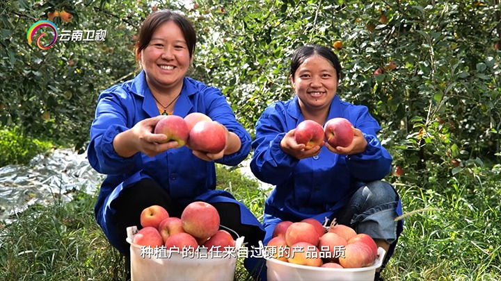 《云南卫视》播报：云煤集团解化好肥助力“三农”生长，，，，，，，共绘墟落振兴“幸；；；；；；怼